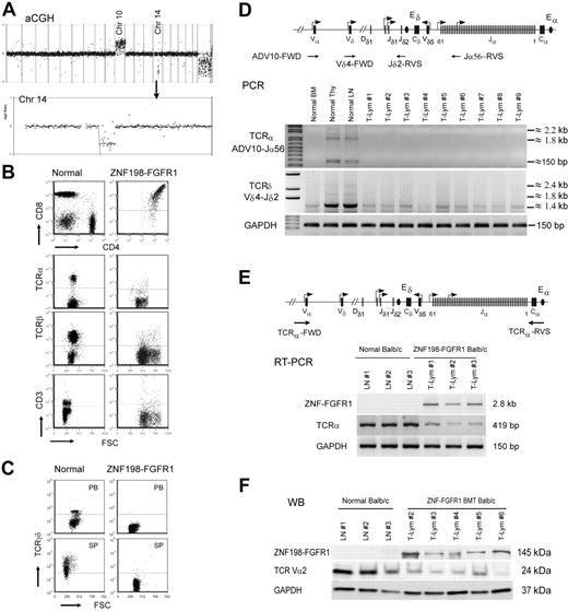 Figure 4. Frequent loss of TCRα and TCRδ in lymph tissues in ZNF198-FGFR1 mice. (A) A representative whole genome aCGH profile from a mouse lymphoma showed 14qC2 segmental loss as well as gain of Chr:10. (B) Flow cytometric analysis revealed that lymphocytes from a serial transplanted mouse are DP with negative TCRα, TCRβ, and CD3e. (C) Both peripheral WBCs and splenocytes from leukemic mice are TCRγδ negative using the anti-TCRγδ. (D) Genomic DNA PCR analysis, using primers located within the TCRα ADV10 variable segment (forward) and joint region 56 (reverse, top panel), was used to analyze the TCRα rearrangement. A forward primer located in the TCRδ Vδ4 segment and a reverse primer located in the Jδ2 region (top panel) to amplify the TCRδ rearrangement were used. Both PCR analyses suggested that TCRα and TCRδ rearrangements were absent in the peripheral lymph tissues from ZNF198-FGFR1 mice. (E) Semiquantitative RT-PCR, using a forward primer located in TCRα variable region and a reverse primer located in the constant, C, region (top panel), showed that TCRα transcription levels were significantly reduced in T lymphomas compared with normal mesenteric LNs. (F) Western blot analysis showed positive expression of the ZNF198-FGFR1 fusion protein, but low expression of TCR Vα2 in lymphoid tissues of disease mice.