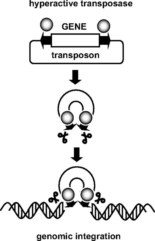 Figure 1. Schematic representation of the transposition reaction. The transposase binds the terminal repeats (arrows) flanking the gene of interest and catalyzes the excision of the transposon and its subsequent genomic integration.
