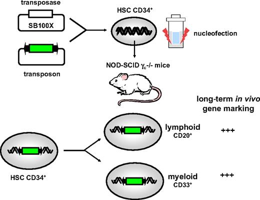 Figure 2. Transposons for HSC gene transfer. Plasmid encoding the hyperactive SB100X transposase were cotransfected by nucleofection with transposon-containing constructs in CD34+ stem or progenitor cells enriched from cord blood. Transfected cells were subsequently injected into immunodeficient NOD-γc−/− (nonobese diabetic–severe combined immunodeficient) mice. The transplanted cells contributed to efficient hematopoietic reconstitution and robust multilineage gene marking.21