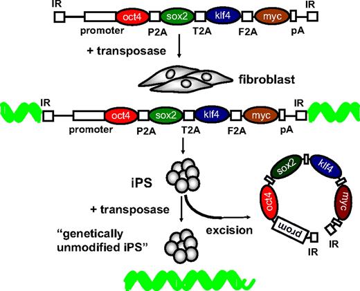Figure 3. Transposon-based reversible genetic modification as a novel paradigm for iPS induction. Each of the reprogramming factors are shown spaced apart with different viral 2A peptides. The inverted repeats (IR) and polyadenylation (pA) sequences are indicated. See “Transposons and induced pluripotent stem cells” for details.