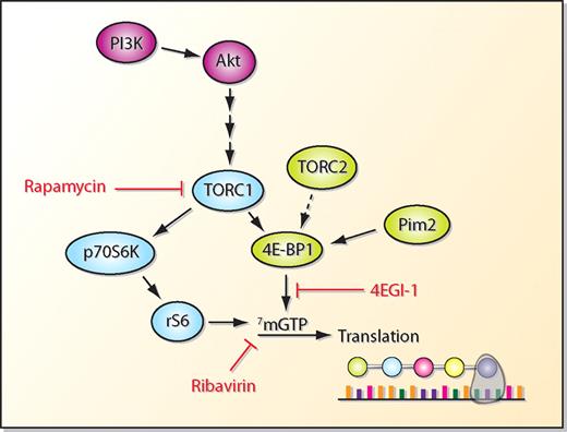 Schematic of protein translation regulation. Note that signaling cascades have been simplified for graphic display and that arrows do not always indicate phosphorylation events. For example, phosphorylation of 4E-BP1 leads to its dissociation from mRNA allowing binding of eIF4E to 5′ cap structures. Thus, arrow indicates activation of the pathway, not phosphorylation of target. Similarly, 4EGI-1 is a mimetic of nonphosphorylated 4E-BP1 which inhibits translation by blocking binding of eIF4E to mRNA.