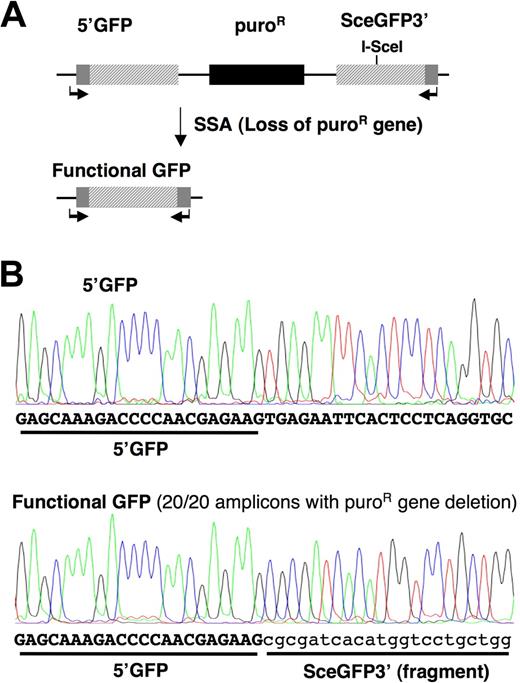 Figure 1. BCR-ABL initiates mutagenic SSA repair in SAGFP reporter containing BaF3 cells. (A) The SAGFP reporter for SSA consists of the GFP gene fragments 5′GFP and SceGFP3′ separated by a puromycin resistance gene. Repair of the I-SceI–generated DSB in SceGFP3′ by SSA results in a functional GFP gene and excision of the puromycin resistance gene. (B) BaF3.BCR-ABL cells stably expressing the SSA reporter were used to measure repair fidelity in response to I-SceI–induced DSBs. Genomic DNA from clonal populations of GFP+ BaF3.BCR-ABL cells containing the reporter was isolated to assess the repaired GFP region by PCR (SAGFP-1 forward and reverse primers indicated by arrows) and sequencing (partial DNA sequence shown).