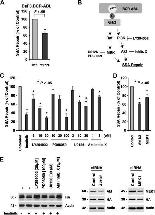 Figure 5. SSA is regulated by BCR-ABL through the PI3K and Ras/MEK pathways. (A) BaF3 cells containing BCR-ABL or BCR-ABL.Y177F were used. Cells were cotransfected with SAGFP and I-SceI expression vector and assayed for SSA frequency by flow cytometry (n = 5). (B) Phosphorylated Y177 in the active BCR-ABL oncoprotein provides a docking site for Grb2. Signaling downstream of Y177 includes activation of PI3K, Akt, and Ras/MEK pathways. Pharmacologic inhibition of PI3K with LY294002, Akt with Akt inhibitor X, MEK1 with PD98059, or MEK1/2 with U0126 blocks these pathways. (C) I-SceI was expressed in BaF3.BCR-ABL cells with integrated SAGFP and treated for 48 hours with LY294002 (n = 4), PD98059 (n = 4), U0126 (n = 4), or Akt inhibitor X (n = 3). (D) I-SceI was expressed in BaF3.BCR-ABL cells with integrated SAGFP and transfected with control siRNA, siRNA targeting Akt1/2, or MEK1 (n = 3). (E) Cellular expression of HA-tagged I-SceI (HA), actin, Akt1/2/3, or MEK1 was detected by immunoblotting in response to inhibitors or siRNA, as indicated.