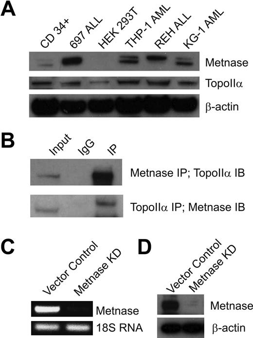 Figure 1. Topo IIα and Metnase are expressed and interact in blood cells. (A) Western blot of multiple acute leukemia cell lines and normal CD34+ hematopoietic progenitors to show expression of Metnase and Topo IIα. HEK-293T cells do not express Metnase by virtue of their transformation by T antigen. They serve as a control for these studies. (B) Metnase and Topo IIα coimmunoprecipitated with each other from THP-1 AML cells in the presence of DNase I, indicating that their interaction is independent of DNA. (C) Metnase shRNA reduces Metnase mRNA in THP-1 AML cells as shown by RT-PCR. (D) Metnase shRNA reduces the expression of Metnase protein in THP-1 cells as shown by Western analysis.
