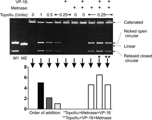 Figure 6. Metnase mediates resistance to the Topo IIα inhibitor VP-16 in vitro. In vitro analysis of Topo IIα decatenation of kDNA was performed in the presence of Metnase and/or VP-16. The relaxed closed circle DNA is the fully decatenated species. kDNA decatenation (graph) was quantified by densitometric scans of the gel image. Pure Metnase (200 ng/μL) enhanced pure Topo IIα decatenation when added before or after VP-16.