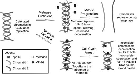 Figure 7. Model of Metnase mediating resistance to Topo IIα inhibitors in AML. Topo IIα inhibitors are common in the clinical management of AML during salvage therapy. Metnase expression has been shown here to mediate resistance to VP-16. When Metnase is present in AML cells, it is able to interact with Topo IIα, enhancing its function and results in proper chromosomal decatenation during metaphase. In the case where Metnase is deficient, the presence of VP-16 reduces Topo IIα activity and cells are not able to decatenate sister chromatids, which results in metaphase arrest.