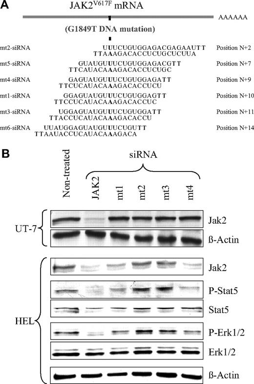 Figure 1. Selective inhibition of JAK2V617F protein expression and signaling by mt1- and mt4-siRNAs. (A) Sequences of the siRNAs designed to specifically knock down the JAK2V617F, but not the JAK2WT protein production. Mutated nucleotides are indicated in bold, and their positions are designated from the 5′ end of the Jak2V617F homologous sequence. HEL and UT-7 cells were transfected (siRNA) or not (nontreated) with the indicated siRNAs. HEL cells only express JAK2V617F, whereas UT-7 cells only express JAK2WT. (B) The JAK2 and β-actin (loading control) proteins were analyzed in UT-7 and HEL cells by Western blotting with the specific antibodies, 48 hours after treatment. Results show that the mt1- and mt4-siRNAs, but not the mt2- and mt3-siRNAs, were efficient in specifically knocking down JAK2V617F (only present in HEL), but not JAK2WT (only present in UT-7). The Jak2-siRNA (JAK2), used as a positive control, knocked down both JAK2WT and JAK2V617F. Western blotting also assessed the phosphorylation levels of the JAK2 downstream effectors STAT5 and ERK1/2 in HEL cells. Jak2-, mt1-, and mt4-siRNAs all caused a marked decrease in STAT5 and ERK1/2 phosphorylation without affecting their total protein level. Neither mt2- nor mt3-siRNA had an effect on JAK2 downstream signaling.