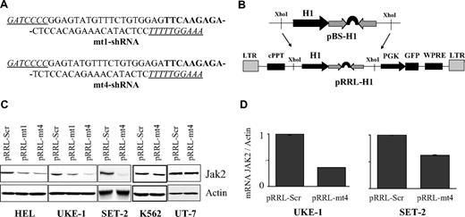 Figure 2. Specific and efficient Jak2V617F gene silencing by the shRNA-encoded pRRL-mt4 lentivirus. (A) Sequences of the mt1- and mt4-shRNAs. The 9-nucleotide–long loop is indicated in bold, and the BglII and HindIII sites are underlined. (B) Schematic representation of the shRNA shuttle (pBS-H1) and lentivirus (pRRL) vectors. The shRNA was directionally inserted into the BglII and HindIII sites of the pBS-H1 vector. The expression cassette comprising the shRNA under the control of the H1 promoter was excised from the shuttle vector as a XhoI fragment and inserted into the lentiviral vector. LTR indicates long terminal repeat; cPPT, central polypurine tract; WPRE, posttranscriptional cis-acting regulatory element of the woodchuck hepatitis virus.18,19 (C) JAK2 protein expression level in pRRL-mt1– or pRRL-mt4–infected HEL, UKE-1, SET-2, K562, and UT-7 cells. The cells were infected with the pRRL-Scr (control), pRRL-mt1, or pRRL-mt4 (both specific for Jak2V617F) virus, as indicated. Transduced cells were selected for GFP expression, and protein contents were analyzed by Western blotting. HEL and UKE-1 cells only express JAK2V617F, SET-2 expresses both JAK2V617F and JAK2WT, and K562 and UT-7 cells only express JAK2WT. Inhibition of JAK2V617F protein production in HEL and UKE-1 cells was observed after pRRL-mt1 infection and to a greater extent with pRRL-mt4 virus. Similarly, pRRL-mt4 infection decreased JAK2 content in SET-2 cells. As expected, pRRL-mt4 transduction had no effect on JAK2WT protein production in K562 and UT-7 cells. (D) Jak2V617F mRNA expression level, using allele-specific quantitative reverse transcription–PCR analysis, in UKE-1 and SET-2 cells transduced with pRRL-Scr or pRRL-mt4. Results represent ratios of Jak2V617F over actin mRNAs, normalized to cells infected with pRRL-Scr. The differences in RNA and protein suppression efficiencies may be explained by the fact that data originated from 2 separated experiments or that JAK2 protein and mRNA are regulated independently.