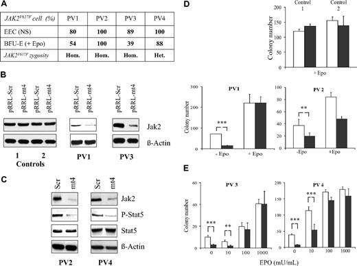 Figure 6. Inhibition of erythroid colony formation from PV patients by the Jak2V617F-specific shRNA and rescue by EPO. (A) Percentage of Jak2V617F-positive BFU-E and EEC colonies isolated from 4 patient CD34+ cell cultures. Genomic DNA from individual colonies was analyzed for Jak2V617F or Jak2WT content by allele-specific PCR. Main zygosity of progenitor cells for the mutation is indicated (Hom., homozygous; Het., heterozygous; NS, no added EPO). (B) Western blot analysis of JAK2 and β-actin (loading control) protein expression levels from infected (GFP+) cells cultured 24 hours or 48 hours after infection in the presence of 1 U/mL EPO using 2 control, PV1, and PV3 patient CD34+ blood cells. Results show efficient Jak2V617F gene silencing in PV patient cells. (C) Western blot analysis of JAK2, phospho-STAT5, STAT5, and β-actin protein expression levels from infected cells (prepared as in B) using PV2 and PV4 patient cells. Results show efficient Jak2V617F gene silencing and a decrease in STAT5 phosphorylation in PV patient cells. (D) CD34+ cells from PV patients and 2 controls were infected with the pRRL-mt4 (■) or control pRRL-Scr (□) lentivirus, and GFP-positive cells were plated at 2 × 103 cells in methylcellulose semisolid culture medium in the presence of SCF, IL-3, and with (+) or without (−) EPO. The number of BFU-E–derived colonies from pRRL-mt4 or control pRRL-Scr lentivirus-infected cells was analyzed after 14 days of culture. (E) Number of BFU-E–derived colonies from pRRL-mt4 or control pRRL-Scr lentivirus-infected cells analyzed after 14 days of culture in the absence or the presence of 10 mU/mL, 100 mU/mL, or 1000 mU/mL EPO. (D-E) Results are expressed in mean numbers of colonies (± SD) per 2 × 103 plated cells from triplicate cultures of single experiments. **P ≤ .05 and ***P ≤ .005. They show efficient and selective inhibition of colony formation from PV patient cells by the Jak2V617F-specific shRNA. (E) The presence of high concentrations of EPO (100 and 1000 mU/mL) blocked the inhibition induced by the shRNA.