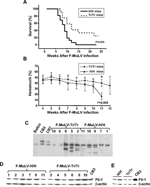 Figure 1. Mice expressing a truncated form of the EpoR exhibit a delay in the progression of F-MuLV–induced erythroleukemia. (A) Kinetics of erythroleukemia development in H/H and Tr/Tr mice. Age-matched H/H (n = 16) and Tr/Tr (n = 24) neonates were infected with F-MuLV. The survival rates of F-MuLV–infected H/H and Tr/Tr mice were calculated according to the Kaplan-Meier method using a Mann-Whitney U test with 2-sided P values and a significant difference reflecting P < .005. (B) Hematocrit levels of H/H and Tr/Tr mice during F-MuLV–induced erythroleukemia development. Hematocrit levels (%) were measured on a weekly basis in H/H-infected (n = 16) and Tr/Tr-infected (n = 24) mice. *Significant difference on week 11 (P < .005). Error bars represent ± SD. (C) Southern blot analysis of Fli-1 rearrangement in spleen cells isolated from F-MuLV–infected H/H and Tr/Tr mice. (D) Western blot analysis of Fli-1 protein expression in primary cells from H/H and Tr/Tr tumors compared with the F-MuLV–induced erythroleukemia cell line, CB3. (E) Fli-1 protein expression in normal spleens isolated from H/H and Tr/Tr mice, compared with CB3 cells.