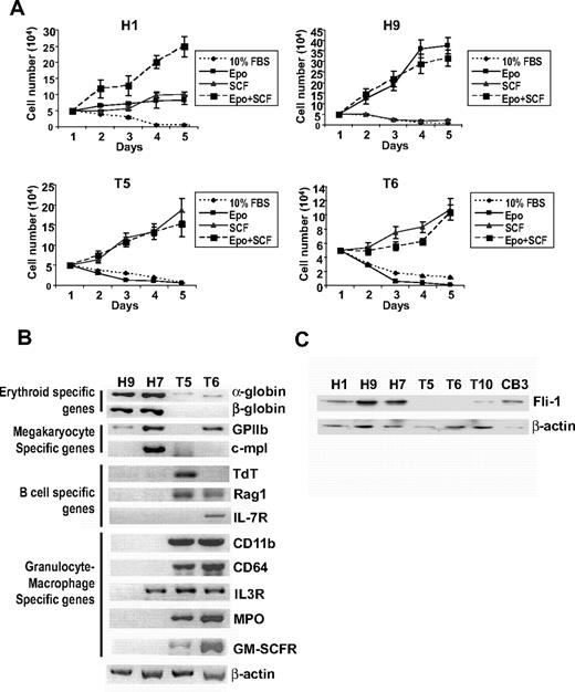 Figure 2. Stem/progenitor cells derived from Tr/Tr tumors are sensitive to treatment with SCF. (A) Cell lines derived from H/H (H1, H9) and Tr/Tr (T5, T6) tumors were grown in 10% FBS and in the presence of Epo, SCF, or Epo + SCF. After 3 days of incubation, cells were collected, and the number of viable cells was determined on the indicated days using the trypan blue exclusion assay. (B) RT-PCR analysis of lineage-specific genes using H/H and Tr/Tr cell lines. (C) Fli-1 protein expression in cells derived from H/H and Tr/Tr tumors.