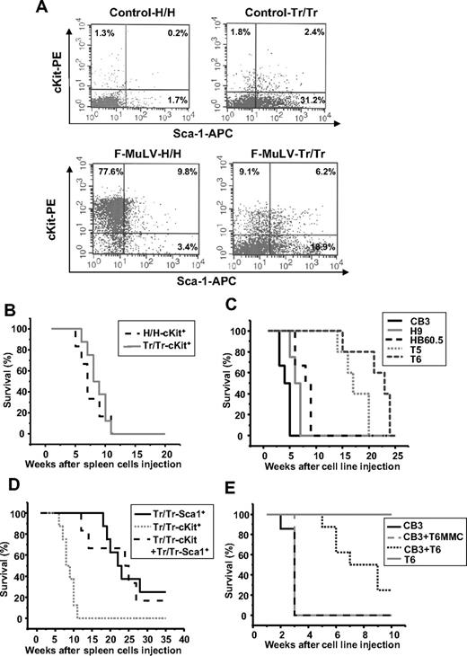 Figure 4. Sca1+ progenitor cells isolated from Tr/Tr tumors delay F-MuLV–induced erythroleukemogenesis. (A) Flow cytometric analysis of stem/progenitor markers in the spleens of uninfected (control) and erythroleukemic (F-MuLV) H/H and Tr/Tr mice. Spleen cells from control or tumorigenic spleens were stained with anti-cKit and anti-Sca1 antibodies. Survival analyses of CB17-SCID mice injected with (B) cKit+ (105) cells isolated from the spleens of F-MuLV–infected H/H (H/H-cKit+, n = 6) and Tr/Tr (Tr/Tr-cKit+, n = 6) mice by flow cytometry using anti-cKit and anti-Sca1 antibodies (“Methods”); (C) (106) erythroleukemic HB60-5 (n = 4), CB3 (n = 6), H/H-derived H9 (n = 6), or Tr/Tr-derived T5 (n = 5) and T6 (n = 6) cells. (D) Sca1+ cells isolated from Tr/Tr tumors (Tr/Tr-Sca1+, n = 8), cKit+ cells isolated from Tr/Tr tumors (Tr/Tr-cKit+, n = 6), and equal numbers of Tr/Tr-cKit+ and Tr/Tr-Sca1+ cells (n = 6). (E) Kinetics of tumor development in CB17-SCID mice injected with 106 CB3 cells (n = 8), T6 cells (n = 6), and equal numbers of CB3 + T6 cells (n = 5) or equal numbers of CB3 + T6 cells pretreated for 1 hour before injection with 10 μg/mL mitomycin C (CB3 + T6-MMC) (n = 3). Significant differences between survival curves of Tr/Tr-cKit+ and Tr/Tr-Sca1+ transplanted SCID mice were calculated according to the Kaplan-Meier method using a Mann-Whitney U test with 2-sided P values less than .05.