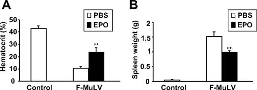 Figure 7. Treatment of erythroleukemic mice with Epo results in accumulation of stem/progenitor Sca1+ cells and immune cells. At 6 weeks after F-MuLV infection, mice were separated into 2 experimental groups and injected intraperitoneally with PBS or 100 IU recombinant human Epo (3 times a week for a 2-week period). Simultaneously, a control group of uninfected age-matched mice were treated with PBS for the same time period. (A) Sixty days after infection, mice were bled from tail veins and hematocrit values were measured and represented as the mean ± SEM. **P < .005. (B) Spleens from all groups were harvested 60 days after infection, and their weight measurements are represented as the mean ± SEM. **P < .005.