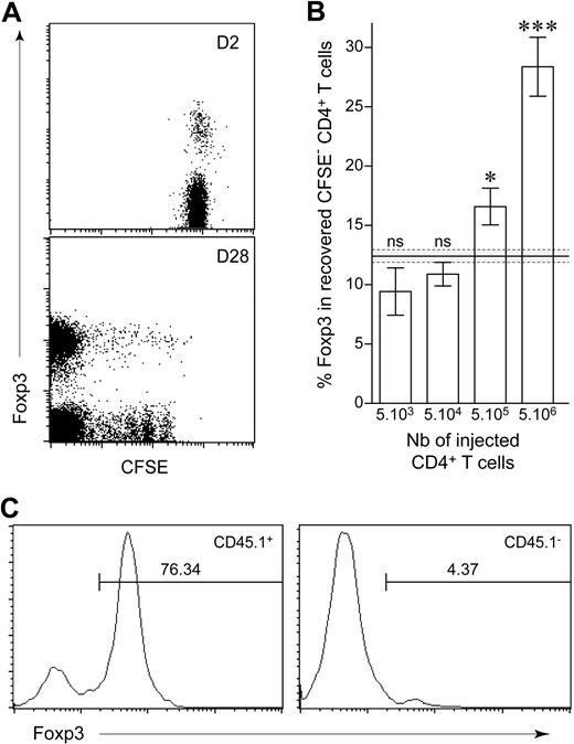 Figure 3. Frequency of regulatory CD4+ T cells recovered after spontaneous proliferation in a lymphopenic environment. (A) A total of 5 × 106 LN CD4+ T cells from CD45.1 C57BL/6 mice was purified, labeled with CFSE, and transferred into C57BL/6 CD3ϵ−/− hosts. Two and 28 days after transfer, pooled LNs and spleen were analyzed for Foxp3 expression. Fluorescence Foxp3/CFSE dot plots are shown for CD45.1+ CD4+ T cells 2 and 28 days after transfer. (B) A total of 5 × 103 to 5 × 106 CFSE-labeled T cells from CD45.1 C57BL/6 mice was transferred into C57BL/6 CD3ϵ−/− mice and analyzed 1 month after transfer. Proportion of CD45.1+ CFSE− CD4+ T cells expressing Foxp3 is shown as means ± SEM for 3 independent experiments. The gray area indicates the mean ± SEM proportion of Foxp3-expressing cells among peripheral CD4+ T cells from control C57BL/6 mice. ***P < .001; *P < .05; ns, not significant. (C) A total of 106 CD4+CD25+ T cells from CD45.1 C57BL/6 mice and 106 CD4+CD25− T cells from CD45.2 C57BL/6 mice was labeled with CFSE and coinjected into C57BL/6 CD3ϵ−/− mice. Representative Foxp3 fluorescence histograms of gated CD45.1+ or CD45.1− CFSE− CD4+ T cells 1 month after transfer. Percentages of Foxp3+ cells are indicated.
