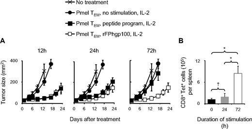 Figure 2. Duration of in vitro programming stimulus is a critical determinant of in vivo antitumor efficacy. (A) Sublethally irradiated WT mice bearing day 10 established subcutaneous B16 tumors were left untreated as controls (×) or received pmel TEM cells (●), pmel TEM cells programmed in vitro with 1 μM hgp10025-33 peptide-pulsed irradiated APCs for indicated time points before transfer (■), or pmel TEM cells plus rFPgp100 vaccination (□). For groups receiving pmel TEM cells, mice received 106 cells. For mice receiving peptide-programmed pmel TEM cells, cultures were started with 106 cells, and the total number of cells present at the time of transfer was divided evenly between the numbers of recipient mice and transferred. For all treatment groups receiving cell transfer, mice also received exogenous rhIL-2 (36 μg/dose × 6 doses). Results for tumor treatment experiments are presented as the mean measurements from 5 mice per group (± SEM). (B) Increased duration of in vitro programming does not impair the relative efficiency of engraftment after adoptive cell transfer. pmel TEM cells were transferred without further stimulation (■) or received programming with 1 μM hgp10025-33 peptide-pulsed irradiated APCs for 24 hours (▩) or 72 hours (□) before ACT. For all groups, cultures were started with 107 pmel TEM cells, and the total number of cells present at the time of transfer were divided evenly between recipient mice and transferred. The absolute number of pmel cells (identified by CD8+tetramer+ lymphocytes) was enumerated in the spleen of recipient mice 48 hours after transfer as outlined in “In vivo tumor treatment and enumeration of adoptively transferred cells.” Each data point represents the average ± SEM of 3 independent mice per treatment group. This experiment was repeated twice with similar results. *P < .01 for the comparisons of nonstimulated pmel TEM cells and TEM cells programmed for 24 hours to TEM cells programmed for 72 hours before transfer. †P > .2 for the comparison of nonstimulated pmel TEM cells to TEM cells programmed for 24 hours before transfer.
