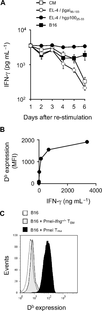 Figure 3. In vitro programming of TEM cells causes an interval of Ag-independent IFN-γ release that facilitates dynamic changes in Db expression on tumor. (A) pmel TEM cells were restimulated with hgp10025-33 peptide-pulsed irradiated APCs for indicated time points, isolated using lympholyte solution, and then used in overnight coculture assays against targets, including CM (□), EL-4 pulsed with 1 μM of either βgal96-103 (○) or hgp10025-33 (●) peptides, and B16 melanoma (■). Data are mean ± SD. (B) Up-regulation of Db expression on B16 melanoma in response to titrated doses of IFN-γ. B16 melanoma cells were incubated with IFN-γ at doses representing 5-fold serial dilutions between 3375 and 5.4 ng/mL. After 48 hours, cells were harvested and evaluated by FACS analysis for Db expression. Mean fluorescence intensity (MFI) after gating on live cells versus dose of IFN-γ pretreatment is displayed. Results from 1 of 3 representative experiments are shown. (C) IFN-γ production by pmel TEM cells causes dynamic changes in the surface expression of Db on B16 melanoma in a contact-independent manner. B16 was plated at the bottom of a 24-well Transwell plate with CM only (…), and either pmel TEM (■) or pmel-Ifng1−/− TEM (▩) cells programmed for 24 hours with hgp10025-33 peptide before being plated in the top wells. After 24 hours, B16 from the bottom well was harvested and evaluated for Db expression by FACS analysis after gating for live cells. Results of a representative experiment are shown.