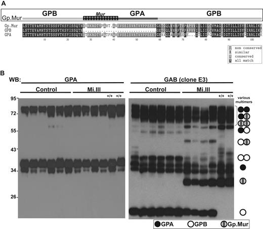 Figure 1. The expression levels of GPB and Gp.Mur in Mi.III+ RBCs were complementary. (A) Mi.III-specific Gp.Mur probably evolved from homologous gene recombination between GYPA and GYPB, and shows a unique glycophorin B-A-B structure and the antigenic Mur (marked as checkered). The protein sequences of full-length Gp.Mur and GPB, and GPA lacking a cytoplasmic domain, were aligned by the CLUSTALW program. (B) Glycophorin immunoblot of ghost lysates from 6 Mi.III+ and 6 non-Mi.III (control) samples (30 mg/lane). Solubilized ghosts were resolved on 10% SDS–polyacrylamide gel electrophoresis. (Left) GPA immunoblot by E4 antibody. (Right) Immunoblot against GAB by E3 antibody. Homozygous Mi.III samples are marked +/+.