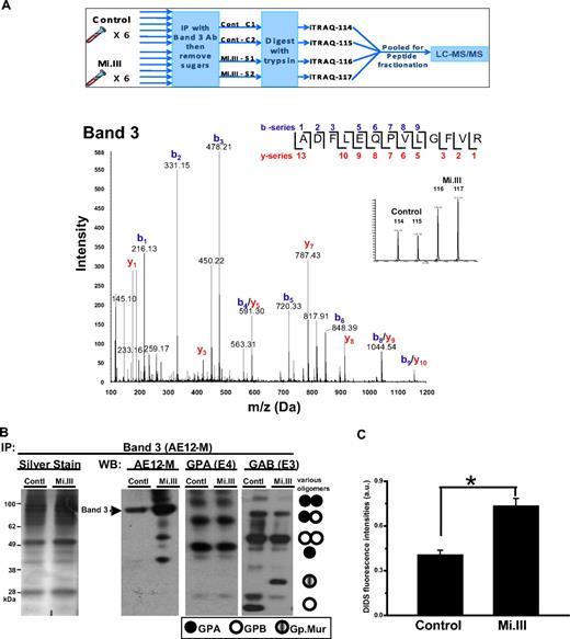 Figure 3. AE1 expressed more in Mi.III+ RBCs. (A top panel) An outline for the iTRAQ™-based quantitative proteomic method. To compare the composition of AE1-based complexes in Mi.III versus the control, RBC samples were collected from 6 Mi.III+ and 6 control donors, and each subjected to immunoprecipitation and then deglycosylation. The deglycosylated samples were independently digested with trypsin, and then combined for labeling with 1 of the 4 iTRAQ™ reagents. Two pools of 3 control samples and 2 pools of 3 Mi.III+ samples were randomly formed from the 6 donors from each group. The iTRAQ™-labeled peptides from all 4 pools were mixed, fractionated by strong cation chromatography, and analyzed by liquid chromatography–MS/MS. (Bottom panel) A representative fragmentation spectrum on iTRAQ™-labeled AE1. A high-scoring spectrum with overlapping b- and y-series fragment ions assigned to the peptide ADFLEQPVLGFVR (99% confidence) from AE1. (Inset) Expansion of x-axis demonstrates the abundance (area under the curve) of the isobaric tags at 114, 115, 116, and 117 Da. (B) A representative immunoprecipitation experiment using AE12-M antibody. Equal protein quantities of ghost lysates (m/m) from 6 to 8 donors per group (control vs Mi.III) were pooled for immunoprecipitation. One-tenth of the immunoprecipitate (vol/vol) was loaded for immunoblot comparison. The IP experiment has been repeated 7 times and confirmed by another anti-AE1, BRIC170 (data not shown). (Left) Silver stain of the AE1 immunoprecipitates from Mi.III and the control groups. (Right) Immunoblots for AE1, GPA, and GAB (E3). More AE1 was expressed by Mi.III+ cells, whereas the levels of GPA and GPB/Gp.Mur were not significantly different between the 2 groups. (C) DIDS labeling of AE1 was significantly higher in Mi.III+ than the control erythrocytes. Fresh erythrocytes from 3 donors per group were labeled with DIDS. The background fluorescence intensities from the unlabeled erythrocytes were subtracted. Data are expressed as mean ± SE; *P < .01.