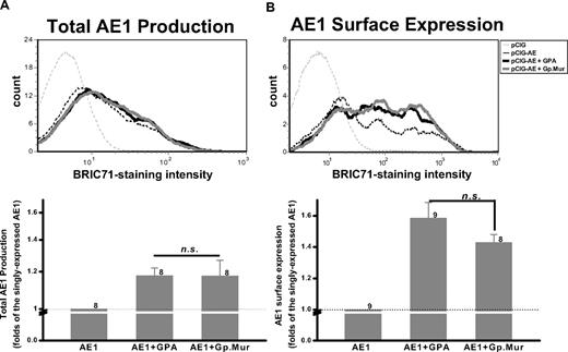 Figure 7. Gp.Mur exhibited similar functionality as GPA in promoting AE1 expression. (A) Both GPA and Gp.Mur promoted AE1 biosynthesis. AE1 was subcloned in pCIG, a bicistronic construct containing the reporter gene green fluorescent protein. pCIG-AE1 was expressed alone, or together with GPA or Gp.Mur, in HEK293 cells. The transiently transfected cells were fixed, permeabilized, and stained with anti-AE1, BRIC71. The degrees of BRIC71 staining in the fixed and permeabilized cells reflected the relative expression levels of AE1 on intracellular and plasma membranes. (B) Both GPA and Gp.Mur promoted similar degrees of AE1 surface expression. Intact HEK293 cells were directly stained with BRIC71 after scraped off from culture plates. (Top) A representative BRIC71 histogram from flow cytometry. (Bottom) The intensities of BRIC71 staining for different coexpression groups were compared with that for the singly expressed AE1 (set at 1). Data were averaged from 8 to 9 independent experiments (as indicated next to each bar), and expressed as mean ± SE. P > .05 was deemed not significant (n.s.).