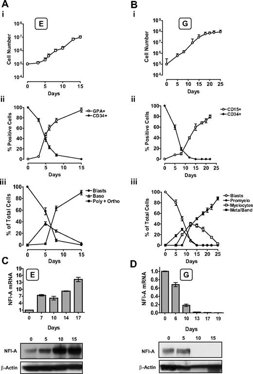 Figure 1. Unilineage erythroid (E) and granulocytic (G) culture of HPCs: NFI-A expression pattern during E and G differentiation/maturation. (A) Unilineage E culture of CB CD34+ HPCs. (i) Growth curve, (ii) CD34 and GPA surface marker expression, and (iii) percentage of blasts, proerythroblasts (Blasts), basophilic (Baso), polychromatophilic (Poly), and orthochromatic (Ortho) erythroblasts (mean ± SEM values; n = 7). (B) Unilineage G culture of CB CD34+ HPCs. (i) Growth curve, (ii) CD34 and CD15 surface marker expression, and (iii) percentage of blasts, promyelocytes (Promyelo), myelocytes, mature metamyelocytes, and band cells (Meta/band). Mean ± SEM values (n = 8). (C) NFI-A increases in E culture. (Top) Real-time PCR evaluation of NFI-A mRNA. Normalized mean ± SEM values (n = 3). (Bottom) Immunoblot of NFI-A protein. β-Actin was used as loading control. (D) NFI-A decrease in G culture. (Top) Real-time PCR evaluation of NFI-A mRNA. Normalized mean ± SEM values (n = 3). (Bottom) Immunoblot of NFI-A protein.