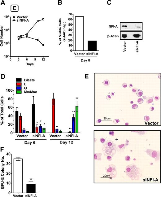 Figure 2. NFI-A knockdown impairs erythroid (E) differentiation of HPCs. (A) Growth curve of HPCs in unilineage E culture infected with control vector or siNFI-A (mean ± SEM values of 3 independent experiments). (B) The histogram shows the percentage of viable (or 7-amino-actinomycin D-negative) cells detected by flow cytometry (representative of 3). (C) Western blot analysis confirming NFI-A knockdown in siNFI-A expressing HPCs in unilineage E culture. (D) Wright-Giemsa staining of vector- and siNFI-A–transduced cells. Percentage of blasts, erythroid (E), granulocytic (G), and monocytic/macrophage (Mo/Mac) cells (mean ± SEM values of 3 independent experiments). (E) Morphology of vector and siNFI-A cells at day 12 of E culture (representative field, original magnification ×400). See “Morphologic analysis” for more image information. (F) Number of BFU-E colonies generated by vector- and siNFI-A–infected HPCs (mean ± SEM values; n = 3).