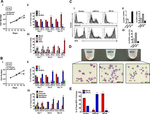 Figure 5. NFI-A regulates erythroid (E) versus granulocytic (G) lineage differentiation in bilineage E + G culture (mean ± SEM values from 3 independent experiments). (A) Ectopic expression of NFI-A promotes E and inhibits G differentiation/maturation. (i) Growth curve, (ii) morphology analysis of the cellular composition at sequential culture times, and (iii) differentiation/maturation of the E population of vector- and NFI-A–infected HPCs. (B) NFI-A knockdown blocks E and promotes G differentiation/maturation. (i) Growth curve, (ii) morphology analysis at sequential culture times, and (iii) differentiation/maturation of the G population in culture of vector- and siNFI-A–infected HPCs. (C) Lineage-specific marker expression at early stage (day 9) of culture. (i) Representative flow cytometry analysis of vector-, siNFI-A–, and NFI-A–infected cells using the erythroid GPA and the myeloid CD14/CD15 markers, (ii) β-globin and G-CSFR mRNA detected by real-time PCR, and (iii) percentage of cells expressing G-CSFR detected by flow cytometry (day 7). (D) Macroscopic and morphologic changes of vector-, siNFI-A–, and NFI-A–infected cells at day 9 of E + G culture. (Top) Macroscopic view of cellular pellets centrifuged from vector culture (mixed population, erythroid red cells in the center and peripheral myeloid-white cells in the surrounding ring), siNFI-A culture (only myeloid cells), and NFI-A culture (predominance of red cells). (Bottom) Representative morphology fields (original magnification, ×400). See “Morphologic analysis” for more image information. (E) E + G clonogenic activity of HPCs transduced with vector, siNFI-A, or NFI-A viruses. Histograms represent the relative GFP+ BFU-E and CFU-G colony distribution. GFP+ colony numbers were: vector BFU-E 34.3 ± 7, CFU-G 14.3 ± 5; siNFI-A BFU-E 4.6 ± 1.5, CFU-G 31 ± 9; NFI-A BFU-E 29.3 ± 6, CFU-G 3.5 ± 1 (mean ± SEM values from 3 paired experiments).