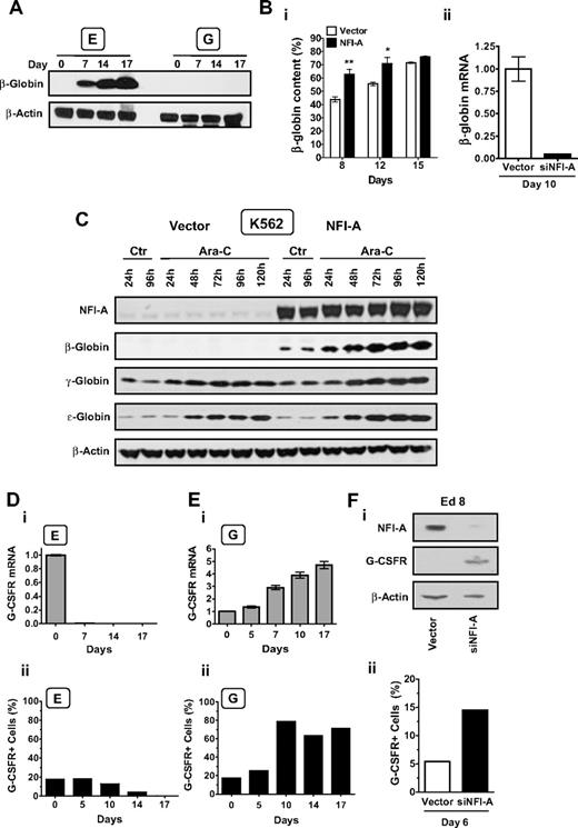 Figure 6. A functional relationship between NFI-A and 2 lineage-associated genes: β-globin and G-CSFR. (A) Immunoblot detection of β-globin at sequential stages of E and G culture. (B) (i) HPLC analysis of globin-chain content in unilineage E culture of HPCs transduced with empty vector or NFI-A. The β-globin chain content is expressed as the percentage of β-globin/non–α-globin chain content (ie, β/β + γ). Mean ± SEM values (n = 3). (ii) Real-time PCR of β-globin mRNA expression in siNFI-A–infected versus empty vector HPCs in E culture at day 10 (mean ± SEM values; n = 3). (C) Western blot analysis of β-globin, γ-globin, ϵ-globin, and NFI-A protein expression in control (Ctr) and Ara-C–treated vector- and NFI-A–transduced K562 cells. (Di) G-CSFR mRNA during E culture detected by real-time PCR (normalized mean ± SEM values; n = 3) and (ii) percentage of G-CSFR+ cells detected by flow cytometry that were permeabilized and stained with a PE-conjugated G-CSFR antibody. (Ei) G-CSFR mRNA during G culture, and (ii) percentage of G-CSFR+ cells detected by flow cytometry. (Fi) Western blot analysis showing G-CSFR reactivation after NFI-A knockdown in siNFI-A–infected HPCs in unilineage E culture at day 8. (ii) Surface expression of G-CSFR detected by flow cytometry in siNFI-A infected E cells at day 6.