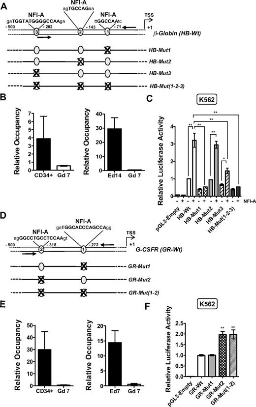 Figure 7. Antithetic effects of NFI-A on the β-globin and G-CSFR promoters in vivo. (A) Schematic representation of the β-globin proximal promoter. NFI-A DNA-binding site sequences are highlighted in bold characters. TSS indicates the transcriptional start site; arrows, the position of the primers used for the ChIP analysis. Mutant sites are numbered according to their vicinity to the TSS. (B) Relative quantification of NFI-A occupancy on the β-globin promoter. Chromatin was immunoprecipitated with an NFI-A antibody, and the bound DNA was analyzed by multiplex PCR using specific primers corresponding to the β-globin promoter region containing the NFI-A binding sites and an unrelated intergenic genomic region (UR) as an internal control. Histograms represent the mean ± SEM from 3 independent DNA preparations; PCR analyses were repeated at least 3 times. (C) Promoter assay showing a positive role of NFI-A in β-globin proximal promoter activation. Wild-type and mutant constructs were assayed for transcriptional activity relative to the endogenous NFI-A or in a cotransfection with an NFI-A–expressing plasmid. The firefly luciferase values were normalized to the Renilla luciferase values for each transfection, and the relative luciferase activity is represented as relative fold induction over the HB-Wt transfection (mean ± SEM values from 4 independent transfections). Each reading was repeated at least 2 times. (D) Schematic representation of the NFI-A binding sites on the G-CSFR promoter. (E) Relative quantification of NFI-A occupancy on the G-CSFR promoter. Chromatins were immunoprecipitated with an NFI-A antibody, and the bound DNA was analyzed by multiplex PCR using specific primers corresponding to the G-CSFR promoter region containing the NFI-A binding sites and an unrelated intergenic genomic region (UR) as an internal control. Histograms represent the mean ± SEM from 3 independent DNA preparations; multiplex PCR analysis was repeated at least 3 times. (F) Promoter assay showing NFI-A repressive activity on the G-CSFR promoter performed in K562 cells. Wild-type or mutant promoter constructs were transfected, and firefly luciferase activity was normalized to Renilla luciferase activity for each transfection. The relative luciferase activity is represented as relative fold induction over the GR-Wt transfection. Data represent mean ± SEM from 3 independent transfections. Each reading was repeated at least 2 times.
