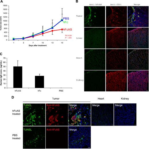 Figure 1. Treatment of mouse bearing human melanoma cancer cells (A2058) with hFc-angiostatin. (A) Ten tumor-bearing SCID mice in each group were subcutaneously treated with hFcAS, hFc (100 μg/mouse once every 6 days), or PBS. Treatment was stopped before the development of necrosis. Sites of injection were away from tumors. Tumor sizes and the ratio of treated/control (T/C) and P values are shown for the hFcAS-treated group. (B) Immunostaining shows that treated angiostatin (green) only bound in tumor masses but not in normal organs, such as liver, heart, and kidney. CD31 staining for vessels (red) and DAPI for nuclei (blue; original magnification ×20) is also presented. (C) ELISAs of circulating human IgG concentrations are shown 4 days after the last injection. (D) TUNEL assay shows more apoptosis cells in tumor area and no TUNEL-positive cells in normal organs after the treatment. Bar represents 20 μm.