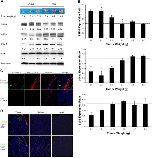 Figure 2. Angiostatin treatment of tumor-bearing mice affects the expression of several proteins. (A) Tumors reaching the sizes and weights of 0.1 to 0.8 g after treatment with angiostatin or PBS. Equal amounts of protein extracts from tumors were subjected to Western blot analysis with antibodies against TSP-1, c-MYC, BCL-2, BAX, and β-actin. TSP-1 levels shown increased and c-Myc expressions decreased after angiostatin treatment. Relative amounts are indicated by the ratio of each protein to the corresponding level of β-actin (B). The intensity of the protein bands was quantitated by densitometry and normalized against that of β-actin. (C) Immunostaining of the aforementioned tumor sections after incubation with antibodies directed to TSP-1 and VWF, followed by Alexa 568 anti–rat and Alexa 647 anti–rabbit IgG. The TSP-1 (red) was overexpressed in tumor vessels (pink). hFcAS (green) could be detected by Alexa 488 anti–human IgG. Bar represents 20 μm. (D) Large-scale sections showed that after treatment TSP-1 is overexpressed only in tumor site but not in normal organs. Bar represents 100 μm.
