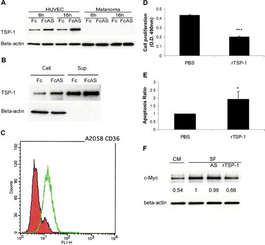 Figure 3. TSP-1 overexpressed, induced by angiostatin, inhibits melanoma tumor cell growth. (A) HUVECs overexpressed TSP-1 by angiostatin treatment, whereas tumor cells do not. (B) HUVECs secreted TSP-1 into cell culture medium (Sup). (C) Fluorescence-activated cell sorter (FACS) analysis showed that A2058 melanoma cells express CD36 on the surface. (D) Melanoma tumor cell proliferation was inhibited by 10 μg/mL recombinant TSP-1 treatment. (E) TUNEL assay showed more apoptosis of tumor cells after rTSP-1 treatment. (F) c-Myc protein level of tumor cells was decreased after treatment with TSP-1–rich HUVEC culture conditional medium (CM) or serum-free medium (SF).