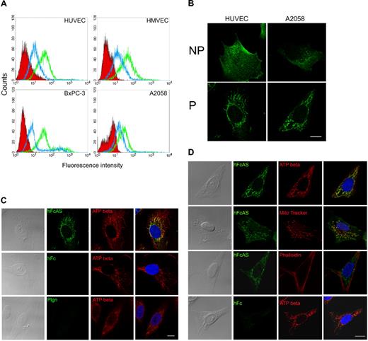 Figure 5. Angiostatin binding activity and colocalization with ATP synthase in mitochondria. (A) Endothelial cell lines HUVECs and HMVECs and tumor cell lines AsPC-1 and A2058 were subjected to FACS analysis using angiostatin concentrations of 1 (blue) and 10 μg/mL (green). The red area represents the control Fc binding. (B) IF analysis of HUVEC and A2058 under permeable (P) and nonpermeable (NP) conditions. No staining was observed with control Fc. (C) HUVECs and (D) A2058 cells were fixed under permeabilized conditions and incubated with hFcAS (50 ng/mL) for 2 hours and detected by AlexaFluor 488 anti–human IgG (green). Those cells were also double stained by anti-ATP synthase β subunit antibody, mitochondria marker (MitoTracker), or actin staining phalloidin and detected by Alexa Fluor 594 antibody (red). In merged (last column), hFcAS and ATP synthase β subunit or MitoTracker showed colocalization (yellow) in both endothelial and tumor cells by confocal microscopy. DAPI staining of nuclei is shown in blue. Bar represents 20 μm.