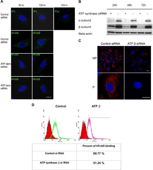 Figure 6. Angiostatin internalization and its migration to mitochondria. (A) Endothelial cells were incubated with hFcAS (10 μg/mL) for 30 minutes and 120 minutes, then fixed and permeabilized, and probed by Alexa 488 anti–human IgG. hFcAS, not plasminogen or hFc, could be internalized. Internalization was achieved at the indicated intervals after siRNA treatment for 72 hours. Internalization of hFcAS was decreased in ATP synthase α or β subunit–interfering RNA-treated cells. Confirming that ATP synthase expression has been decreased after siRNA-treated cells, (B) Western blot and (C) immunostaining of β subunit after 72-hour treatment with siRNA. Bar represents 20 μm. (D) HUVECs were subjected to FACS analysis using angiostatin concentration of 10 μg/mL and probed by Alexa 488 anti–human IgG. The red area represents the control Fc binding.