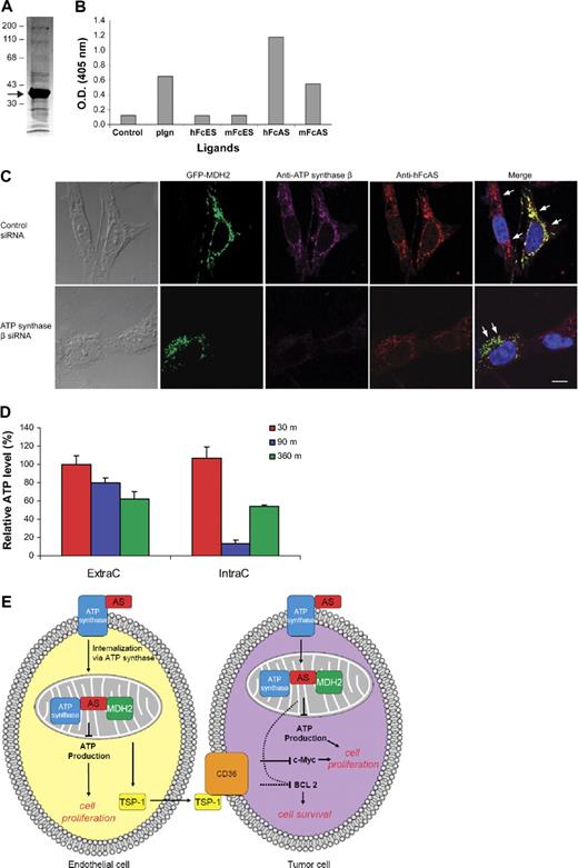 Figure 7. Identification of MDH2 as a binding protein to angiostatin. Mouse liver homogenate was first passed over an mFc-Sepharose column followed by mFc-angiostatin-Sepharose step. PAGE analysis of the eluant is shown in panel A (arrow points to the major band identified as MDH2) using Coomassie stain. ELISA (B) was performed by coating the plate with porcine heart mitochondria MDH (1 μg/mL). The ligands are indicated at the bottom (1 μg/mL). (C) Either ATP synthase knocked down or wild-type tumor cells were transfected with GFP-MDH2 plasmid (transfection efficiency was ∼ 40%). Cells were permeabilized and incubated with hFcAS and anti-ATP synthase β monoclonal antibody. Alexa 568 antihuman and 647 antimouse antibodies were used for detection. HFcAS (red) showed colocalization with ATP synthase (pink) in ATP synthase wild-type cells and also with MDH2 (green) in ATP synthase knocked down cells. Bar represents 20 μm. (D) ATP production in HUVECs was inhibited by hFcAS in both extracellular (ExtraC) and intracellular (IntraC) regions. The incubation times were 30, 90, and 360 minutes. (E) A diagram summarizing the identified pathways after angiostatin treatments in vivo and in vitro.