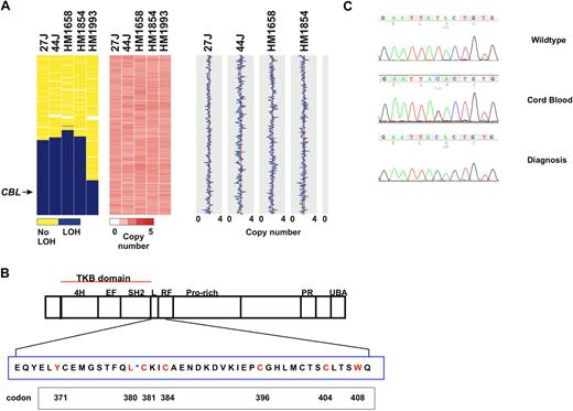 Figure 1. Identification of acquired isodisomy of 11q in JMML and CBL mutations. (A) Chromosome 11 loss-of-heterozygosity (LOH) data and copy number heatmaps and plots are shown for 5 representative patients with homozygous CBL mutations, and demonstrate acquired copy-neutral LOH involving CBL for each patient. The region of LOH (blue) in HM1993 is smaller than in the other cases shown but contains the CBL locus. The copy number heatmap generated by dChip is shown where pink represents a diploid copy number, whereas areas of white and red represent loss and gain, respectively. The absence of white and red supports a copy neutral event. This is also represented in the panel on the right where a diploid copy number is represented by the red vertical line, whereas gains and losses are traced in blue; no copy number alterations on chromosome 11 were identified, indicating copy-neutral LOH. (B) Schematic of CBL with expansion of codons in exon 8. Highlighted in red are the residues in exon 8 where missense mutations were identified in JMML and CMML. *Boundary of the linker and RING finger domains. Listed below are the codon numbers. (C) Representative electropherograms from a normal control, the heterozygous mutation from the cord blood sample of HM1854, and the homozygous mutation at diagnosis.