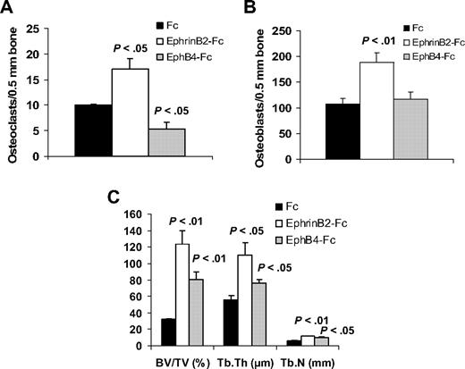 Figure 6. EphrinB2-Fc or EphB4-Fc affects bone parameters in nonmyelomatous bones. Hosts were treated with Fc, ephrinB2-Fc, or EphB4-Fc (5 mice/group) for 4 weeks using Alzet pumps that released 0.11 μg/hr of each compound directly into the implanted bones. (A-B) Numbers of osteoclasts (A) and osteoblasts (B) in implanted bones. EphrinB2-Fc increased numbers of osteoclasts and osteoblasts, whereas EphB4-Fc reduced osteoclast numbers but had no effect on osteoblast numbers. (C) Changes in histomorphometric parameters of implanted bones. Note increased levels of BV/TV, Tb.Th, and Tb.N by ephrinB2-Fc and EphB4-Fc.