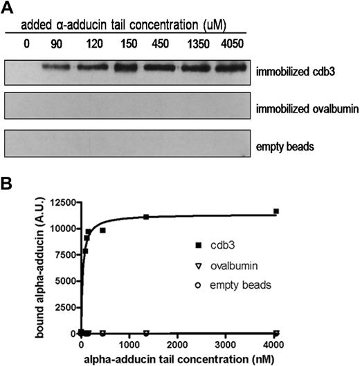 Figure 3. Concentration dependence of α-adducin tail binding to immobilized cdb3. Cytoplasmic domain of band 3, ovalbumin, or no protein was reacted with Affi-Gel 15 beads, as described in “Binding of α-adducin tail to cdb3 immobilized on Affi-Gel 15.” Different concentrations of His-tagged α-adducin tail were incubated with the protein-derivatized beads for 4 hours at 4°C with gentle shaking. Beads were pelleted, washed 3 times with PBS, eluted, separated electrophoretically by SDS-PAGE, and analyzed by Western blotting using anti–α-adducin antibody (A). Quantitative densitometry was performed using Image J, and the resulting data were fit to a noncooperative single site-binding equilibrium, which yielded an apparent KD of 35 ± 7 nM (B). A.U. indicates arbitrary units.
