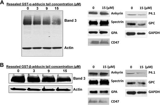 Figure 6. Effect of increasing concentrations of α- and β- adducin tail domains on retention of band 3 in detergent-extracted membrane skeletons. (A) Increasing concentrations of α-adducin tail were incubated for 1 hour on ice with leaky ghosts (5 mg/mL protein). Mg2+ was then added to a final concentration of 4 mM, and the leaky ghosts were incubated for another 30 minutes. Ghosts were resealed in PBS for 45 minutes at 37°C and then extracted in 1% Triton X-100 (final concentration). Pelleted skeletons were analyzed by SDS-PAGE and immunoblotting using anti–band 3 and anti-actin antibodies. Densitometry of band 3/actin ratios revealed a reduction in band 3 content of 0%, 25%, 33%, and 37% in extracted membrane skeletons from red cells resealed with 0 μM, 3 μM, 9 μM, and 15 μM α-adducin tail, respectively. Whereas no change in spectrin, ankyrin, CD47, or glycophorin A retention was observed, protein 4.1, glycophorin C, and GAPDH content in the skeletons were reduced approximately 22%, 17%, and 31%, respectively. (B) Increasing concentrations of GST–β-adducin tail were incubated for 4 hours on ice with leaky erythrocytes (3 mg/mL protein) and then resealed for 45 minutes at 37°C. Resealed cells were extracted in 2% Triton X-100 (final concentration), and skeletons were analyzed by SDS-PAGE, followed by immunoblotting with anti-cdb3 and anti-actin antibodies. Densitometry of band 3/actin ratios indicate ∼ 50% ± 8% reduction in band 3 content at 15 μM GST–β-adducin tail, n = 2. Densitometry of band 3/actin ratios revealed a reduction in band 3 content of 0%, 17%, 21%, and 38% in extracted membrane skeletons from red cells resealed with 0 μM, 3 μM, 9 μM, and 15 μM β-adducin tail, respectively. Whereas no change in spectrin, ankyrin, CD47, or glycophorin A retention was observed, protein 4.1, glycophorin C, and GAPDH content in the skeletons was reduced ∼ 28%, 30%, and 25%, respectively.