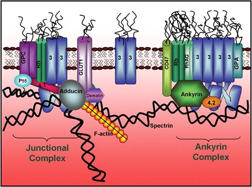 Figure 7. Revised model of the human erythrocyte membrane. Model shows the newly established band 3-to-adducin bridge to the junctional complex and the segregation of skeletally anchored band 3 into 2 distinct populations, one at the junctional complex and the second near the center of the spectrin tetramer where ankyrin binds.
