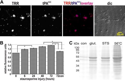 Figure 3. tPA binds to aggregates proteins formed by injured neurons. (A) Neuronal cultures were perfused with 40 nM tPA633 and 0.01 g/L TRR and sequential confocal images taken. This experiment was reproduced across 3 independent cultures. (B) Staurosporine (200 nM final) was added to neuronal cultures at various time points after which the conditioned media were replaced with PBS containing 20 μM Congo red and fluorescence was determined by plate reader (λexcitation = 544, λemission = 590). Graph depicts the relative change in TRR fluorescence across 3 independent experiments. Data represent average ± SEM. *P < .05 by 1-way ANOVA with Neumann-Keuls correction. (C) Neuronal cultures were treated with 200 μM glutamate or 200 nM staurosporine for 24 hours (or incubated at 56°C for 0.5 hours as a positive control for cell death and protein aggregation). Cultures were then lysed in PBS containing 1% Triton-X 100. Aggregated proteins are well known to be detergent insoluble.28 The detergent-insoluble fraction was isolated from these lysates by centrifugation (16 000g, 20 minutes), solubilized in SDS-loading buffer with dithiothreitol, and subjected to 10% SDS-PAGE/Coomassie staining. Densitometry of the Coomassie-stained 40- to 80-kDa proteins demonstrates that aggregated proteins increase following injury in neuronal culture: 270% ± 10% for glutamate injury, 250% ± 10% for staurosporine injury, and 320% ± 20% for heat injury relative to uninjured “con” cultures. Data represent average ± SEM from 2 independent experiments performed in duplicate.