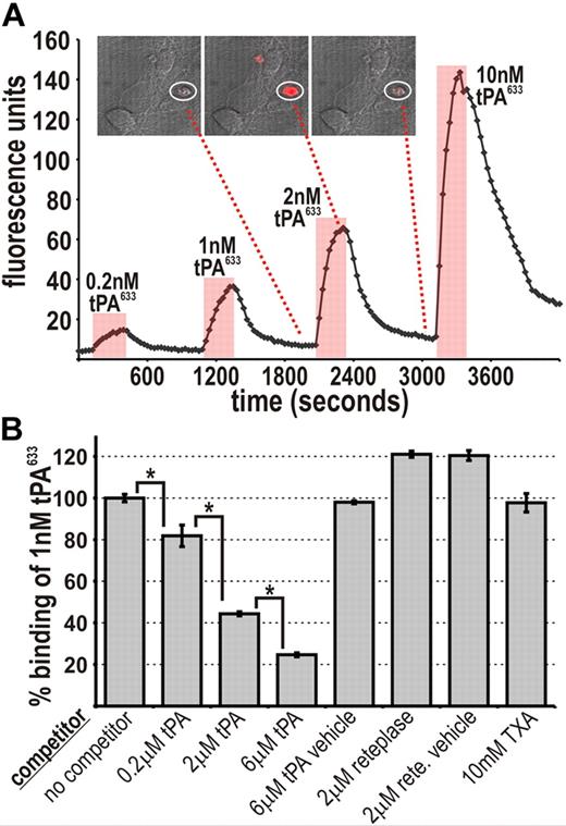 Figure 5. tPA-binding to injured neurons is specific and occurs via the F, E, or K1 domains. (A) Increasing amounts of tPA633 were transiently perfused over neuronal cultures. Plotted is the binding of tPA633 to a single dead neuron over time (circled in the micrograph where tPA633 fluorescence is depicted in red). (B) tPA633 (1 nM) was perfused over neuronal cultures either alone (“no competitor”) or with various competitors. For a single experiment, the average relative amount of tPA633 binding was determined for all nonviable cells in a field. Shown are collated data from n = 3 to 7 independent experiments. Data represent average ± SEM. *P < .05 by 1-way ANOVA with Neumann-Keuls correction.