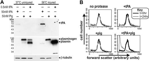 Figure 7. The cofactor activity of injured cells leads to their proteolytic degradation. (A) tPA (50 nM), plasminogen (50 nM), or tPA (0.5 nM) + plasminogen (50 nM) were added to uninjured (37°C incubated) or injured (56°C incubated) THP-1 cells for 15 minutes. Cells were then washed and cellular proteins harvested and subjected to immunoblot analysis for tPA, plasmin(ogen), and β-tubulin. Although viable THP-1 cells are known to possess cell-surface plasminogen-activating cofactors,38 injuring these cells substantially increases both tPA-binding and the rate of plasminogen generation. This result corroborates the notion that dead cells are a potent plasminogen-activating cofactor. The increased binding of plasmin to nonviable cells is presumably due to a positive feedback loop where plasmin-mediated proteolysis of nonviable cells reveals more lysine residues (a phenomenon seen also on fibrin). In addition, plasmin activity leads to a loss of β-tubulin signal only in nonviable cells, presumably because the intact plasma membrane of viable cells prevents plasmin-mediated degradation of intracellular tubulin. (B) THP-1 cells treated at 56°C were incubated with 100 nM tPA, 100 nM plasminogen, or 1 nM tPA + 100 nM plasminogen for 15 minutes. Cells were then washed and incubated at room temperature. Cells were then assessed by flow cytometry 24 hours later, with forward scatter taken as a measure of cell size. Histograms show that only tPA + plasminogen–treated cells become significantly smaller, presumably as a result of proteolytic degradation (supplemental Figure 5).