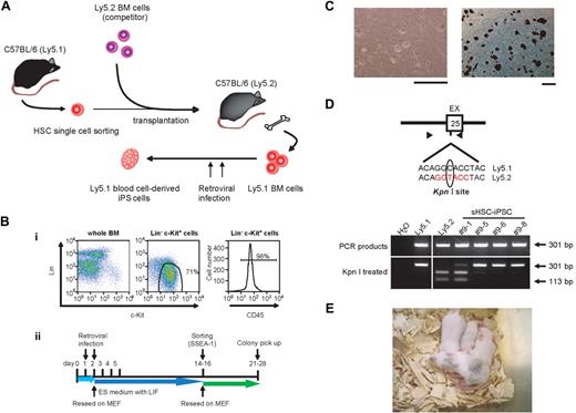 Figure 1. Proof of iPSC induction from hematopoietic cells in a single-HSC transplantation model. (A) Schematic representation of the experimental procedure. Single CD150+CD34−/low KSL cells obtained from B6 Ly5.1 mice were transplanted into lethally irradiated B6 Ly5.2 mice together with BM cells from B6 Ly5.2 mice. BM HSPCs were obtained from a recipient mouse that showed long-term (∼ 10 months) stable Ly5.1 chimerism (∼ 80%), enriched for Ly5.1+ cells, and subjected to iPSC generation. (B) A schematic diagram of iPSC generation from BM HSPCs. (i) Lineage markers (Lin) versus c-Kit plots are shown for cells either before (whole BM) or after (Lin−c-Kit+) purification. Note that purified HSPCs are 98% CD45-positive. (ii) A schematic diagram of iPSC generation from BM HSPCs. (C) Typical ES cell–like appearance of sHSC-iPS cell colonies (left) with high ALP activities (right). Bars represent 100 μm. (D) Determination of the cellular origin of sHSC-iPSC clones. (Top panel) Scheme of the polymerase chain reaction (PCR)–based method used, using a single-base polymorphism at Cd45 exon (EX) 25. Black triangles represent primer positions. Ly5.1 and Ly5.2 strains differ by a single base in EX 25, as shown in the presented 12-bp sequences from within the 301-bp amplicons. Treatment with the restriction enzyme KpnI leaves the Ly5.1+ cell–derived amplicon undigested, whereas it generates 2 smaller fragments (113 bp + 188 bp) from the Ly5.2+ counterpart. The gel images (bottom panel) indicate that, of 4 sHSC-iPSC clones, 1 (no. 9-1) is of Ly5.2+ cell origin, whereas 3 (nos. 9-5, -6, and -8) are derived from Ly5.1+ cells that originated from a single Ly5.1+ HSC. A vertical line has been inserted to indicate a repositioned gel lane. (E) Chimeric mice obtained by implantation of sHSC-iPSC clone 9-5 into ICR host blastocysts.
