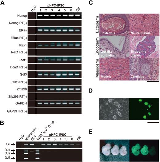Figure 2. Characterization of primary BM hematopoietic cell–derived iPSCs generated using the 4 iPSC factors. (A) Reverse-transcription PCR analysis showing ES marker gene expression in primary BM HSPC-derived iPSC clones (pHPC-iPSCs). H2O indicates no-template control; ES, ES cells as a positive control; RT (−), no-reverse-transcriptase control. A vertical line has been inserted to indicate a repositioned gel lane. (B) PCR analysis for Ig gene rearrangement of D-J segments (DJ1-DJ3) in pHPC-iPSC clones. GL indicates amplification of the fragment representing unrearranged, germline configuration of the Ig heavy chain gene; EL4, a T lymphoma cell line as an unrearranged control. (C) Histologic sections of teratomas derived from a pHPC-iPSC clone. (D) Images of pHPC-iPSC colonies derived from an EGFP-transgenic mouse. Bars represent 100 μm (C-D). (E) E10.5 chimeric embryos generated with one representative EGFP+ iPSC clone.