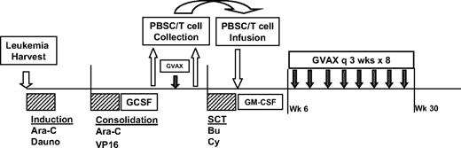 Figure 1. Study design. Design included leukemia harvest at diagnosis of AML, induction chemotherapy with high-dose cytarabine (Ara-C) and daunorubicin (Dauno), consolidation chemotherapy with high-dose Ara-C and etoposide (VP16), followed by stem cell mobilization with GCSF, peripheral blood stem cell (PBSC) collection, single pretransplantation dose of immunotherapy, followed by collection of primed lymphocytes by lymphapheresis, pretransplantation myeloablative preparative regimen with Busulfan (Bu) and cyclophosphamide (Cy), PBSC and primed lymphocyte infusion, and posttransplantation immunotherapy treatments administered every 3 weeks for 8 doses, beginning at least 6 weeks after transplantation.