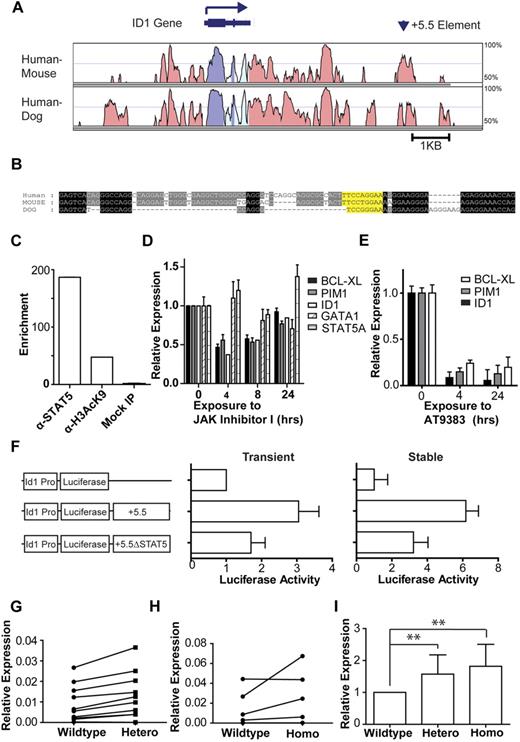 Figure 1. The ID1 gene expression is regulated by the JAK2-STAT5 signaling pathway. (A) Schematic representation of the human ID1 gene locus with a sequence conservation plot for alignments of the human, mouse, and dog genomes. Peaks of sequence conservation in coding regions of the genome are shown in purple, those in transcribed but not translated regions (3′UTR and 5′UTR) are shown in pale blue, and those in nontranscribed regions are shown in pink. The location of a STAT5 consensus binding sequence 5.5 kb downstream of the ID1 promoter is indicated by an arrowhead. (B) Local alignment of the human, mouse, and dog genomes at the +5.5 element. Nucleotides conserved between all 3 species are highlighted in black; those conserved between 2 of the 3 species are highlighted in gray. A conserved STAT5 consensus binding sequence is highlighted in yellow. (C) Chromatin immunoprecipitation (ChIP) assays performed at the ID1 +5.5 element in HEL cells using antibodies against STAT5A/B (α-STAT5) and acetylated histone H3 lysine 9 (α-H3AcK9). A typical result from 2 biologic replicates is shown. (D) Effect of the JAK kinase inhibitor JAK inhibitor I on ID1 transcript levels in HEL cells. (E) A similar experiment to that performed in panel D but using AT9383. (F) Transient and stable transfection of HEL cells with ID1 +5.5 luciferase reporter constructs. A 300-bp length of DNA corresponding to the ID1 +5.5 element was inserted downstream of a luciferase reporter gene under the transcriptional control of the human ID1 promoter and the effect of +5.5 element on the transcriptional activity of the ID1 promoter examined. A similar construct containing a scrambled version of the STAT5 binding site within the +5.5 element (+5.5ΔSTAT5) was tested in a similar way. Shown are the mean and standard error of the mean for 2 independent transfections (each performed in triplicate). (G) Relative ID1 transcript levels in JAK2 wild-type and JAK2V617F heterozygous colonies in 10 individual PV patients. (H) Relative ID1 transcript levels in JAK2 wild-type and JAK2V617F homozygous colonies in 4 PV patients. (I) Summary of the relative expression of ID1 in JAK2V617F-negative, heterozygous, and homozygous BFU-E colonies grown from a total of 13 PV patients. Relative expression in JAK2V617F heterozygous and JAK2V617F homozygous colonies for each individual patient was normalized against that in JAK2V617F-negative colonies from the same patient. Each bar represents the mean and SD of the fold increase in ID1 transcript levels in heterozygous and homozygous colonies relative to that in wild-type colonies for each patient (**P < .01; see “Results” for details).