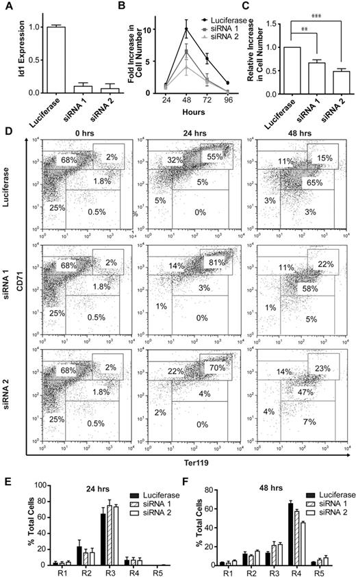 Figure 3. shRNA knockdown of Id1 during in vitro erythroid differentiation. (A) Id1 transcript levels after 24 hours of in vitro culture of lineage-negative E14.5 fetal liver cells retrovirally transfected with shRNA constructs targeting the murine Id1 gene or firefly luciferase (to control for nonspecific cellular effects associated with the processing of an shRNA hairpin). (B) Expansion of lineage-negative E14.5 fetal liver cells during in vitro erythroid differentiation. Data (mean and standard deviation) for 1 of 3 independent experiments, each performed in triplicate and showing a similar result, are shown. (C) Relative increase in the number of lineage-negative E14.5 fetal liver cells transfected with knockdown constructs targeting Id1 or firefly luciferase during 48 hours of in vitro culture. The fold increase in the number of cells transfected with Id1 knockdown constructs after 48 hours of in vitro culture was normalized against that for cells transfected with the construct targeting firefly luciferase. Id1 knockdown is associated with a highly statistically significant 40% to 50% decrease in cell expansion during 48 hours of in vitro culture. Shown is the mean and SEM for 3 independent experiments, each performed in triplicate (**P < .01; ***P < .001; see “Results” for details). (D) Representative FACS plots for ter119 and CD71 expression after 24 and 48 hours of in vitro culture of lineage-negative E14.5 fetal liver cells retrovirally transfected with knockdown constructs targeting Id1 or luciferase. The lefthand panels (0-hours time point) illustrate an identical pool of purified lineage-negative fetal liver cells before retroviral transduction with luciferase or Id1 knockdown constructs and are replicated to facilitate comparison with the panels to their right. Bar charts indicating the proportion of cells at each of the 5 stages of erythroid differentiation (R1-R5) after 24 (E) and 48 (F) hours of in vitro culture of lineage-negative E14.5 fetal liver cells retrovirally transfected with knockdown constructs targeting Id1 or luciferase. Data (mean and SD) for 1 of 3 independent experiments, each performed in triplicate and showing a similar result, are shown.