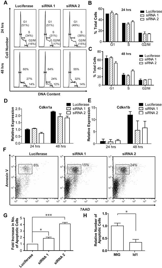 Figure 5. Cell cycle and apoptosis analysis after Id1 knockdown and overexpression in fetal liver cells. (A) Representative cell cycle profiles after 24 and 48 hours of in vitro culture of lineage-negative E14.5 fetal liver cells transfected with knockdown constructs targeting Id1 or firefly luciferase. For clarity, the sub-G1 population representing apoptotic cells has been gated out, but see supplemental Figure 4 for analysis of the sub-G1 population. Bar charts summarizing cell cycle data (mean and SD) after 24 hours (B) and 48 hours (C) of culture from 1 of 2 independent experiments, each performed in triplicate and showing a similar result. Cdkn1a (D) and Cdkn1b (E) expression in lineage-negative E14.5 fetal liver cells cultured in vitro for 24 or 48 hours. In each case, data are normalized relative to expression in cells transfected with the knockdown construct targeting firefly luciferase at the 24-hour time point. (F) Representative FACS plots for 7AAD and annexin V staining in lineage-negative E14.5 fetal liver cells transfected with knockdown constructs targeting Id1 or luciferase after 48 hours of culture. Early apoptotic cells stain annexin V positive, 7AAD negative (gated population in the figure). (G) Bar chart summarizing the relative number of early apoptotic cells after transfection with knockdown constructs targeting Id1 or luciferase and 48 hours of in vitro culture. Summary data (mean and SEM) from 3 independent experiments, each performed in triplicate, are shown. Id1 knockdown is associated with a 2- to 4-fold increase in the proportion of early apoptotic cells (*P < .05; ***P < .001; see “Results” for details). (H) Bar chart summarizing the relative number of early apoptotic cells in lineage-negative E14.5 fetal liver cells grown in low erythropoietin levels and overexpressing Id1. Data are normalized relative to the number of early apoptotic cells in control (MIG) transfected fetal liver cells (*P < .05; see “Results” for details).