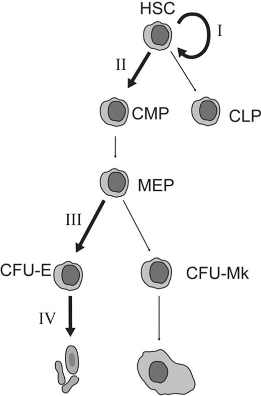 Figure 6. STAT5, ID proteins, and the MPD phenotype. Schematic illustration of erythrocyte formation from HSCs showing the various levels at which ID proteins act to enhance erythrocyte formation. HSC indicates hematopoietic stem cell; CMP, common myeloid progenitor cell; CLP, common lymphoid progenitor cell; MEP, megakaryocyte-erythrocyte progenitor cell; CFU-E, erythroid colony-forming unit; CFU-Mk, megakaryocyte colony-forming unit; I, ID1 enhances HSC self-renewal34,35; II, ID2 enhances myeloid differentiation over lymphoid differentiation54; III, ID2 enhances erythroid over megakaryocytic differentiation54; and IV, ID1 enhances erythroblast survival (this paper).