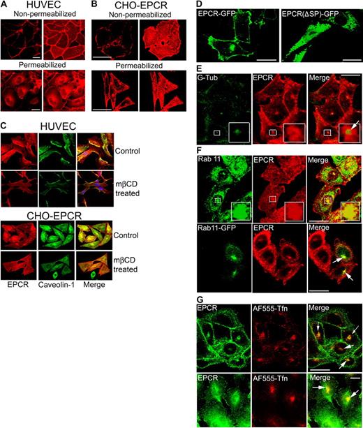 Figure 1. Cellular distribution of EPCR. (A) Confluent monolayers of HUVECs, nonpermeabilized or permeabilized with 0.1% Triton X-100 for 10 minutes, were immunostained with EPCR mAbs (JRK1500, 10 μg/mL), followed by Rhodamine Red-conjugated anti–mouse IgG. Immunofluorescence was analyzed by confocal microscopy. (Left) Images from a single plane of z-stack. (Right) Three-dimensional reconstructed composite images of all z-stacks. (B) CHO-EPCR cells were immunostained with EPCR mAbs as described in panel A. (C) HUVECs (top panel) and CHO-EPCR cells (bottom panel) were first treated with either control vehicle or mβCD (10 mM) for 30 minutes (to deplete the membrane cholesterol) and then permeabilized with 0.1% Triton X-100 for 10 minutes. The permeabilized cells were immunostained with polyclonal anti–human caveolin-1 and EPCR mAbs followed by Oregon Green–labeled anti–rabbit IgG and Rhodamine Red-labeled anti–mouse IgG as secondary reporter antibodies. (Right, merge) Overlay of caveolin-1 and EPCR staining. The images shown were composite images. (D) CHO cells were transfected transiently with full-length EPCR-GFP or EPCR lacking N-terminal signal peptide (EPCR Δsp)–GFP fusion construct, and the expression of green fluorescent fusion product was analyzed by confocal microscopy. (E) CHO-EPCR cells were permeabilized and immunostained with polyclonal anti–γ-tubulin and EPCR mAbs. (Insets) The magnified view of the boxed regions. Arrow represents separation of green and red fluorescence, which indicates that γ-tubulin is not colocalized with EPCR. The presence of EPCR around γ-tubulin indicates that EPCR is localized in the pericentriolar region. (F) CHO-EPCR cells were immunostained either with polyclonal anti-rab11 and EPCR mAb (top panel) or transiently transfected with rab11-GFP and then immunostained with EPCR mAb (bottom). (Insets) Magnified view of the boxed regions. It is known that rab11 also associates with other endosomal compartments and secretory vesicles19–21; therefore, rab11 antibodies, in addition to the REC, also stained other intracellular compartments. (G) CHO-EPCR cells (top panel) or HUVECs (bottom panel) were treated with AF555-transferrin (300 nM) for 1 hour and then immunostained with EPCR mAbs. Arrows in the right panel represent the colocalization of EPCR and AF555-trasferrin in the REC. Scale bar represents 15 μm. The REC is not visual in all cells as its position could vary from cell to cell. The REC that is positioned on top of the nucleus may give a false impression that it is localized in the nucleus.